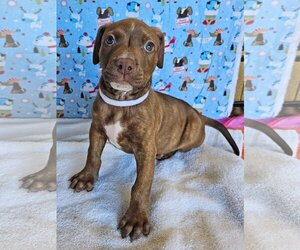 American Pit Bull Terrier Dogs for adoption in Mission Viejo, CA, USA