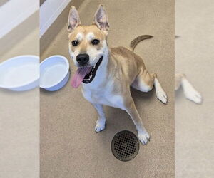 American Pit Bull Terrier Dogs for adoption in Decatur, IL, USA