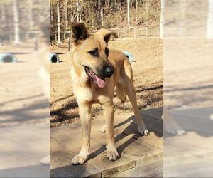 German Shepherd Dog-Unknown Mix Dogs for adoption in Greenville, SC, USA