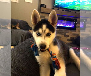 Siberian Husky Dogs for adoption in Gretna, NE, USA