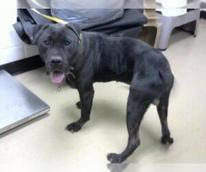 American Pit Bull Terrier-Unknown Mix Dogs for adoption in Nashville, TN, USA