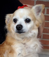 Medium Photo #1 Pomeranian Puppy For Sale in Carrollton, TX, USA