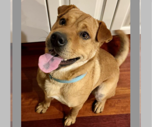 Chinese Shar-Pei-Unknown Mix Dogs for adoption in Boston, MA, USA
