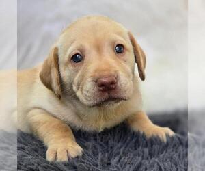 Labrador Retriever Dogs for adoption in San Diego, CA, USA
