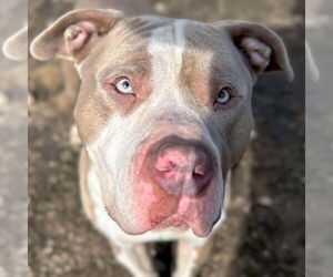 American Pit Bull Terrier-Unknown Mix Dogs for adoption in Jefferson, WI, USA