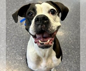Boxer Dogs for adoption in Anchorage, AK, USA