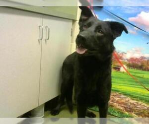 Shepradors Dogs for adoption in Moreno Valley, CA, USA