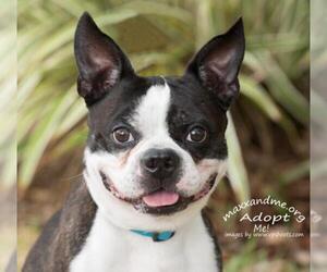 Boston Terrier Dogs for adoption in Tampa, FL, USA