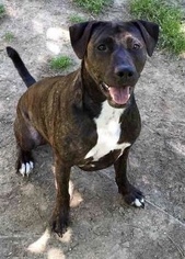 Labrador Retriever-Unknown Mix Dogs for adoption in Memphis , TN, USA