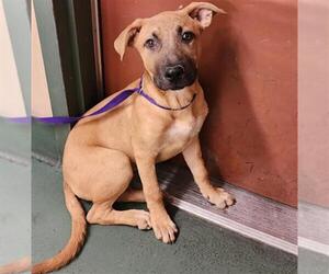 American Pit Bull Terrier-German Shepherd Dog Mix Dogs for adoption in Rancho Cucamonga, CA, USA