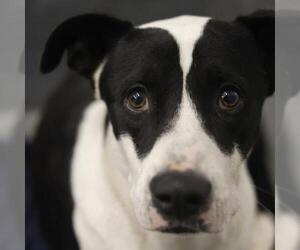 American Staffordshire Terrier-Unknown Mix Dogs for adoption in San Antonio, TX, USA