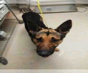 German Shepherd Dog Dogs for adoption in Bakersfield, CA, USA