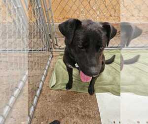 Labrador Retriever-Unknown Mix Dogs for adoption in Calgary, Alberta, Canada