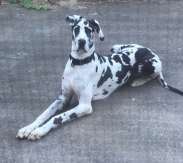 Great Dane Dogs for adoption in Diana, TX, USA
