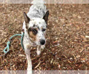 Australian Cattle Dog Dogs for adoption in Fremont, CA, USA