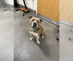 Mutt Dogs for adoption in Forestville, MD, USA