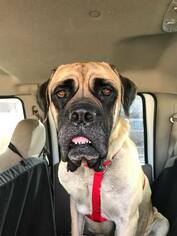 Bullmastiff-Unknown Mix Dogs for adoption in Littleton, CO, USA
