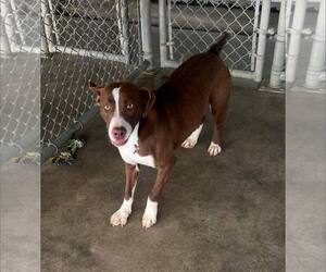 Mutt Dogs for adoption in Pryor, OK, USA