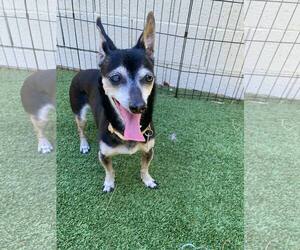 Chihuahua-Unknown Mix Dogs for adoption in Tempe , AZ, USA