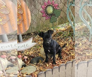 Chihuahua-Unknown Mix Dogs for adoption in SHERBURNE, NY, USA