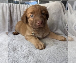 Golden Retriever-Unknown Mix Dogs for adoption in OKLAHOMA CITY, OK, USA