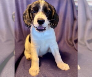 Beagle-Great Pyrenees Mix Dogs for adoption in Brooklyn Center, MN, USA