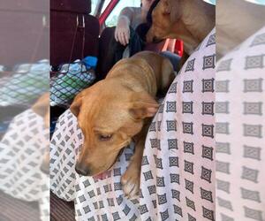 Labrador Retriever-Unknown Mix Dogs for adoption in Stockton, CA, USA