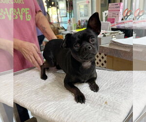 Chug Dogs for adoption in Benton, LA, USA
