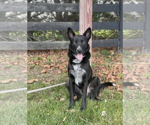 Mutt Dogs for adoption in Herndon, VA, USA