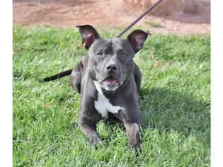 Staffordshire Bull Terrier Dogs for adoption in Henderson, NV, USA
