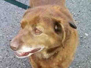 Labrador Retriever Dogs for adoption in Missoula, MT, USA