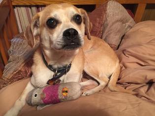 Puggle Dogs for adoption in Lockport, NY, USA