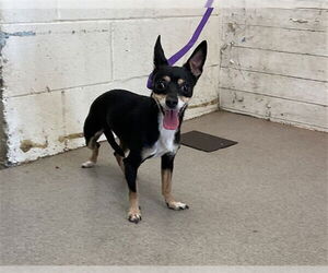 Chihuahua Dogs for adoption in San Bernardino, CA, USA