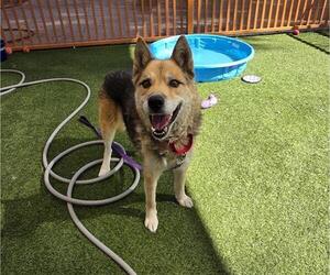 German Shepherd Dog-Siberian Husky Mix Dogs for adoption in Las Vegas, NV, USA