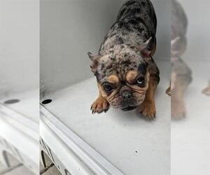 French Bulldog Dogs for adoption in Houston, TX, USA