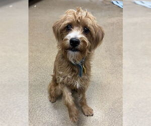 Pom-A-Poo Dogs for adoption in Sacramento, CA, USA