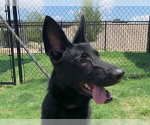 German Shepherd Dog Dogs for adoption in Temple, TX, USA