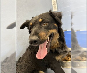Mutt Dogs for adoption in Downey, CA, USA