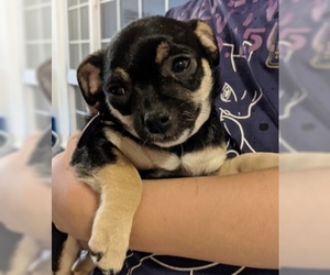 Chihuahua Dogs for adoption in Fremont, CA, USA