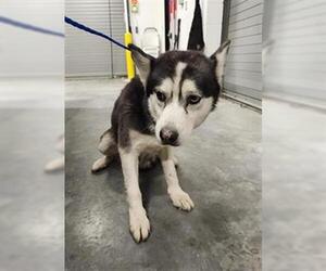 Siberian Husky Dogs for adoption in Temple, TX, USA