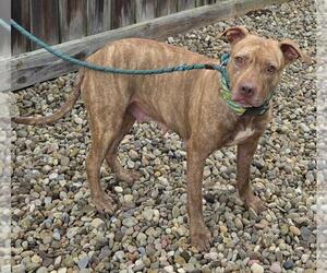 American Pit Bull Terrier-Unknown Mix Dogs for adoption in Dellslow, WV, USA