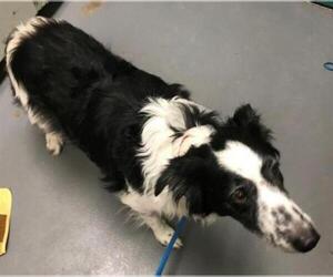 Border Collie Dogs for adoption in Peoria, IL, USA
