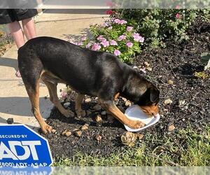 Rottweiler-Unknown Mix Dogs for adoption in Conroe, TX, USA