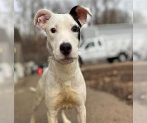 Mutt Dogs for adoption in Peoria, IL, USA