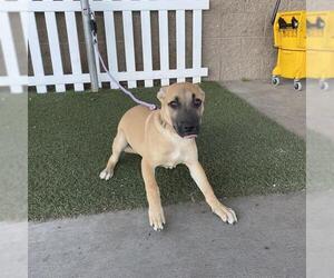Mutt Dogs for adoption in Modesto, CA, USA
