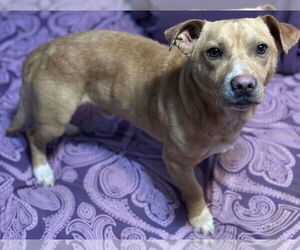 Dachshund-Unknown Mix Dogs for adoption in Boston, MA, USA