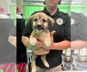 Australian Shepherd-Unknown Mix Dogs for adoption in SHERBURNE, NY, USA