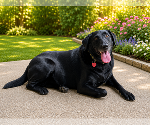 Labrador Retriever Dogs for adoption in Clovis, CA, USA
