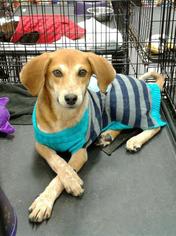 Beagle Dogs for adoption in Fort Worth, TX, USA