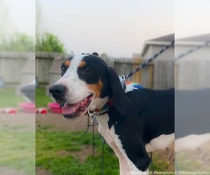 Treeing Walker Coonhound Dogs for adoption in Houston, TX, USA